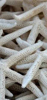 Close-up image of textured starfish on beach.