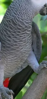 African Grey Parrot with lush green background.