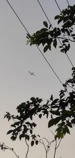 Airplane in evening sky with leafy branches silhouette.