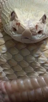 Close-up view of an albino snake's textured scales.