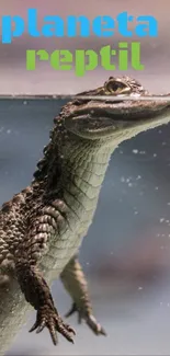 Close-up of an alligator in an aquarium setting.