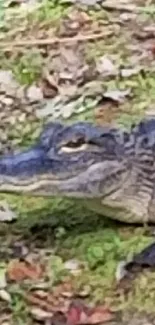 Alligator resting in lush green forest setting.