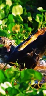 Alligator emerging in a lush green swamp surrounded by vibrant foliage.