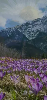 Mountain landscape with purple flowers and snow-capped peaks.