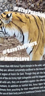 Amur tiger in the wild with conservation message hashtags.