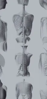 Anatomical skeleton design wallpaper in light gray tones.