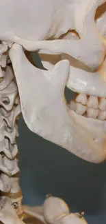 Side view of anatomical skull with spine.