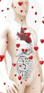 Anatomy with floating hearts wallpaper for mobile.
