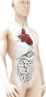 Human anatomy illustration showcasing organs in body wallpaper.