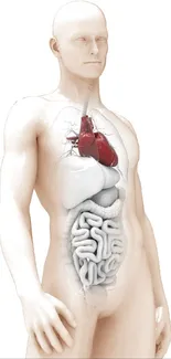 Human body with detailed internal organs illustration.