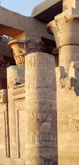 Intricate carvings on ancient Egyptian temple columns.