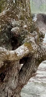 Close-up of an ancient tree with intricate roots.