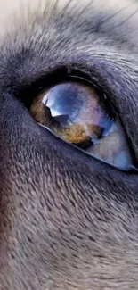 Close-up of an animal's eye, detailed texture, and vibrant colors.