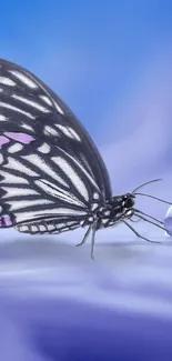 Animal Invertebrate Butterfly Live Wallpaper