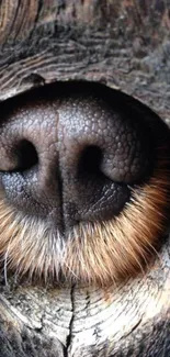 Close-up of an animal's nose with textured detail in brown shades.