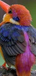 Animal Outdoor Bird Live Wallpaper