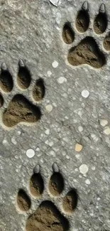 Animal paw prints engraved on stone texture background.