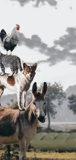 Stacked animals wallpaper with donkey, dog, cat, and rooster in countryside.