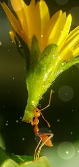 Ant lifting a yellow flower on a green leaf background.