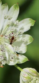 Macro shot of an ant on a delicate flower
