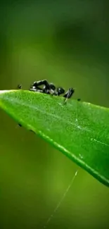 Close-up of an ant on a vibrant green leaf.