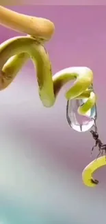 Ant balancing on a leaf with a water droplet against a soft pink background.