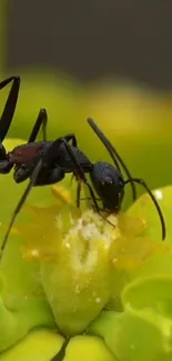 Close-up of ants on a vibrant green and yellow flower in nature.