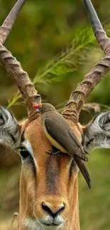 Antelope with bird perched atop amidst lush greenery.