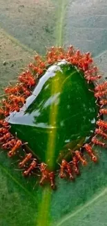 Ants forming a circle around a water droplet on a green leaf.