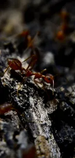 Ants moving on dark textured bark in forest setting.