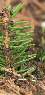 Close-up of ants on a green pine twig in a natural setting.