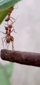 Ants demonstrating teamwork and strength on a green leaf.