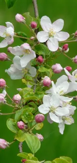 Apple blossoms with pink buds on green background.