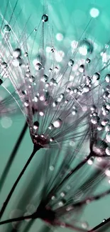 Dew-covered dandelions with an aqua background, creating a serene mobile wallpaper.