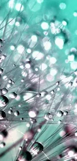 Aqua dandelion with dew drops in focus.