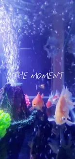 Colorful fish swim in an aquarium with bubbles and vibrant plants.