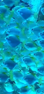 A lively school of fish swim in stunning aqua blue waters.