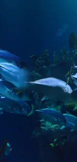 Vibrant schools of fish swimming in a deep blue underwater landscape.