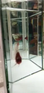 Fish swimming inside glass enclosure with reflective mirrors.