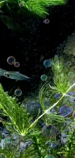 Underwater scene with fish, plants, and bubbles.