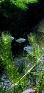 Underwater scene with fish and green plants on a mobile wallpaper.