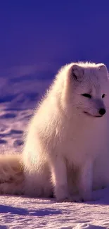 Arctic fox in snow with purple sky backdrop.