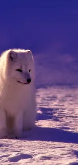 An arctic fox sitting on snowy terrain with a purple sky background.