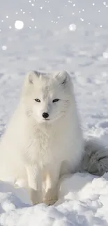 Arctic fox sitting in a snowy landscape, surrounded by pristine white snow.