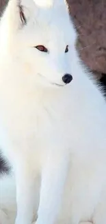 Serene arctic fox with white fur in a snowy setting.