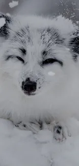 Majestic arctic fox resting in the snow, serene winter scene wallpaper.