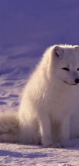 Arctic fox sitting peacefully on snow-covered ground.