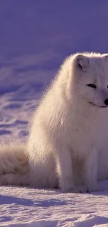 Arctic fox sitting calmly in snowy landscape with lavender hue.