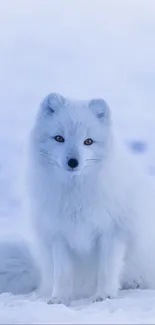 Arctic fox sitting on snowy landscape, exuding calm and beauty.