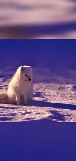 Solitary Arctic fox on snowy lavender background.